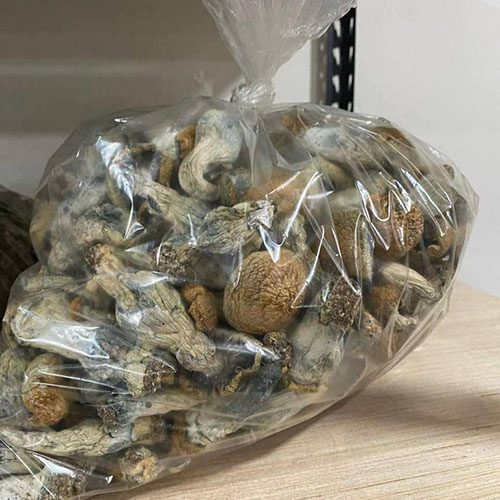 Albino-Penis-Envy.jpg Albino Penis Envy Shrooms