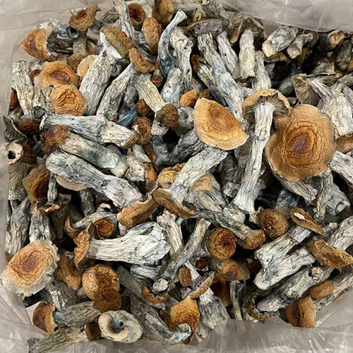 Exotic-Golden-Teachers-Shrooms.jpg Exotic Golden Teachers Shrooms