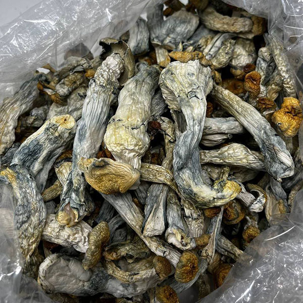 Hillbilly.jpg Hillbilly Shrooms