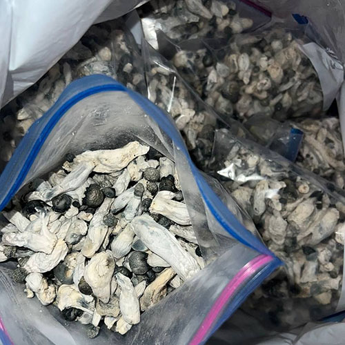 White-Albino.jpg White Albino Shrooms